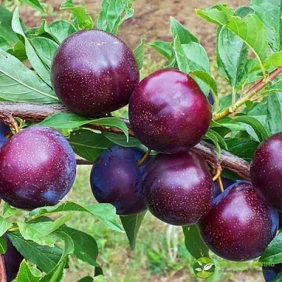 Шарафуга ВЕЛЬВЕТ САНРАЙЗ  Шарафуга ВЕЛЬВЕТ САНРАЙЗ в Томске