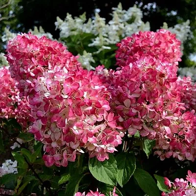 Гортензия ПИНК ДАЙМОНД метельчатая в Томске