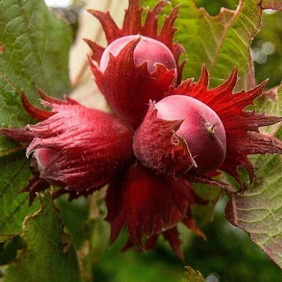 Фундук  Фундук в Томске