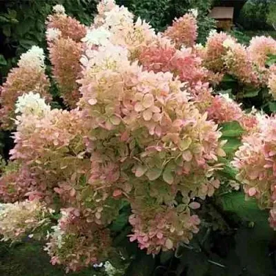 Гортензия ФАНТОМ метельчатая в Томске