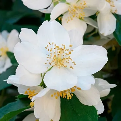 Жасмин ЮСТИНКА  Жасмин ЮСТИНКА в Томске