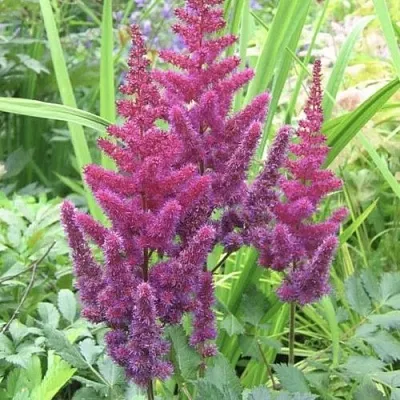 Астильба КАРАОКЕ ПАРТИ китайская в Томске