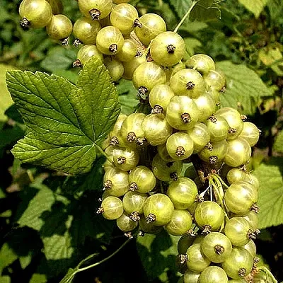 Смородина зеленоплодная СНЕЖНАЯ КОРОЛЕВА  Смородина зеленоплодная СНЕЖНАЯ КОРОЛЕВА в Томске