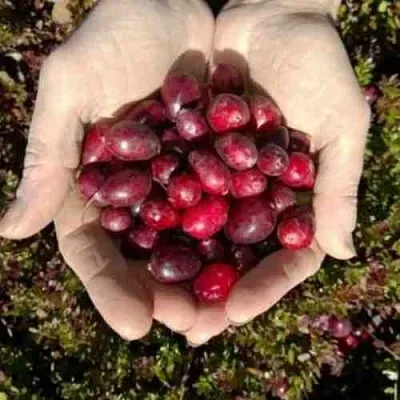 Клюква ХАБЕЛЬМАН  Клюква ХАБЕЛЬМАН в Томске