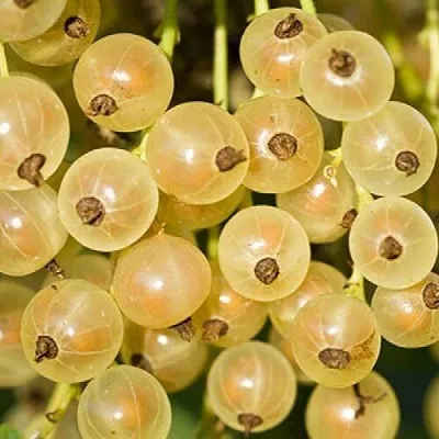 Смородина белая СМОЛЬЯНИНОВСКАЯ  Смородина белая СМОЛЬЯНИНОВСКАЯ в Томске