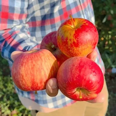 Яблоня КРАСАВИТА  Яблоня КРАСАВИТА в Томске