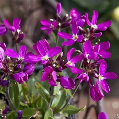 Арабис РОУЗ делайт в Томске