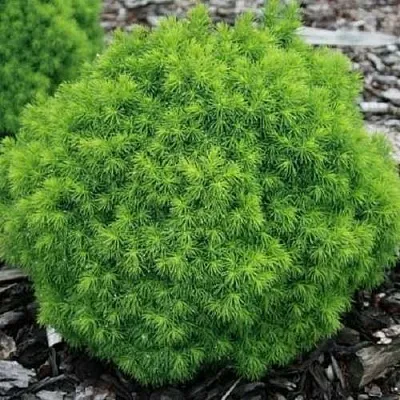 Ель АЛЬБЕРТА ГЛОБ сизая  Ель АЛЬБЕРТА ГЛОБ сизая в Томске