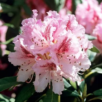 Рододендрон ЧИР  Рододендрон ЧИР в Томске