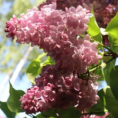 Сирень МЕДОВЫЙ СПАС  Сирень МЕДОВЫЙ СПАС в Томске