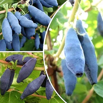 Комплект СЛАДКИЕ ХИТЫ в Томске