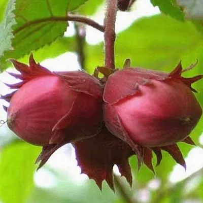 Фундук АЙВЕНГО  Фундук АЙВЕНГО в Томске