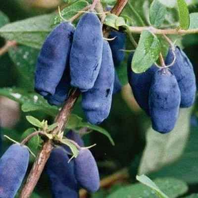 Жимолость съедобная ЛАЗУРНАЯ  Жимолость съедобная ЛАЗУРНАЯ в Томске