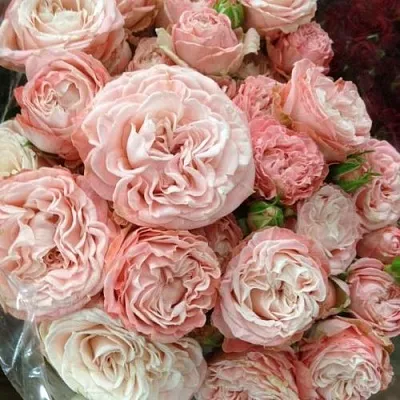 Саженцы роз МАДАМ БОМБАСТИК спрей  Саженцы роз МАДАМ БОМБАСТИК спрей в Томске