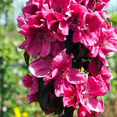 Яблоня МАЛИНОВОЕ ОЖЕРЕЛЬЕ колонновидная  Яблоня МАЛИНОВОЕ ОЖЕРЕЛЬЕ колонновидная в Томске