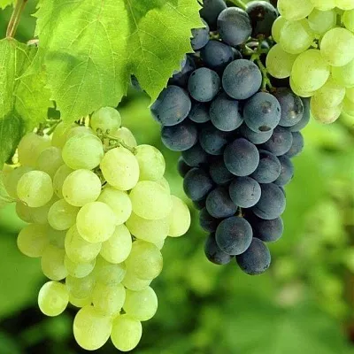 Столовый  Столовый в Томске