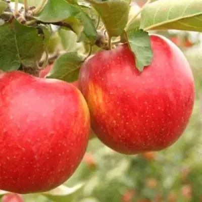 Яблоня ДЖОНАГОЛД  Яблоня ДЖОНАГОЛД в Томске