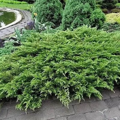 Можжевельник РОКЕРИ ДЖЕМ казацкий  Можжевельник РОКЕРИ ДЖЕМ казацкий в Томске