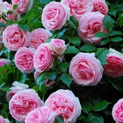 Саженцы роз ПЬЕР ДЕ РОНСАР плетистая  Саженцы роз ПЬЕР ДЕ РОНСАР плетистая в Томске