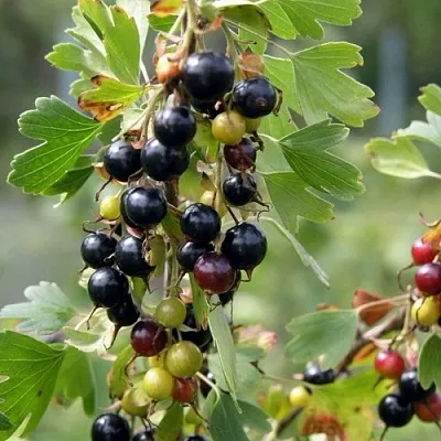 Смородина золотистая ПЛОТНОМЯСАЯ  Смородина золотистая ПЛОТНОМЯСАЯ в Томске