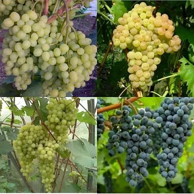 Комплект ВИНОГРАДНАЯ РАДУГА в Томске