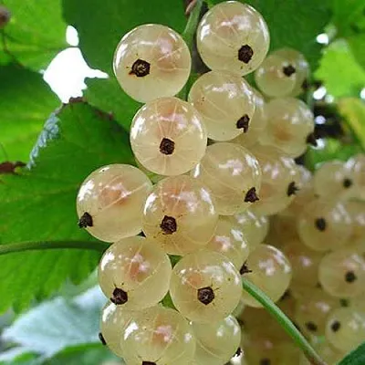 Смородина белая ЮТЕРБОРГСКАЯ  Смородина белая ЮТЕРБОРГСКАЯ в Томске