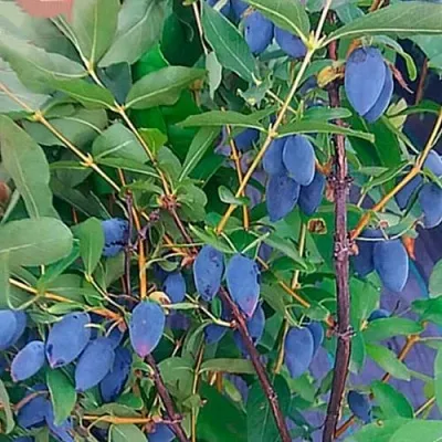 саженцы жимолости саженцы жимолости