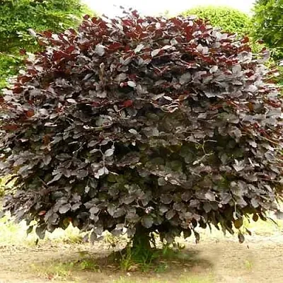 Бук лесной АТРОПУНИЦЕА  Бук лесной АТРОПУНИЦЕА в Томске