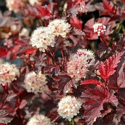 Пузыреплодник ЛЕДИ ИН РЕД  Пузыреплодник ЛЕДИ ИН РЕД в Томске