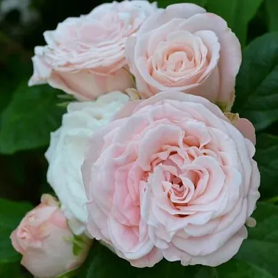 Саженцы роз БОМБАСТИК спрей  Саженцы роз БОМБАСТИК спрей в Томске