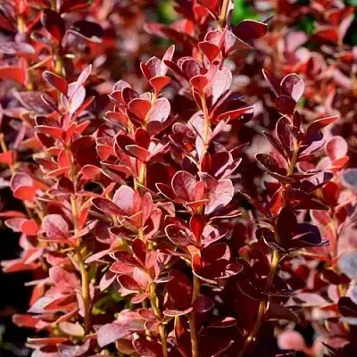 Барбарис ВУЛКАНО тунберга  Барбарис ВУЛКАНО тунберга в Томске