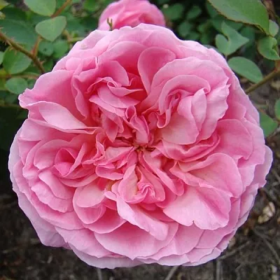 Саженцы роз ХАЙДИ ХОЛЛ английская  Саженцы роз ХАЙДИ ХОЛЛ английская в Томске