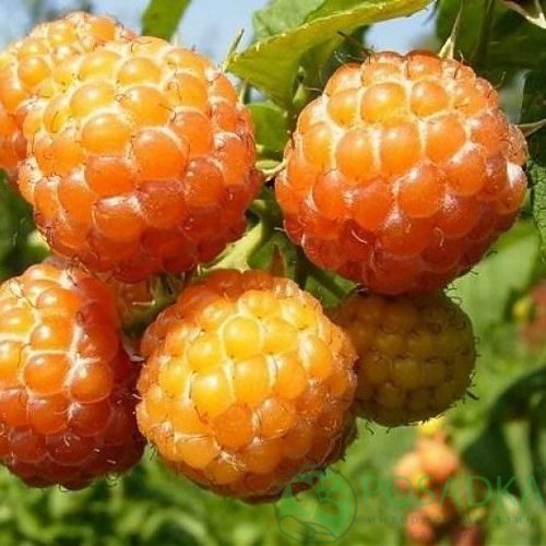 Малина КУМБЕРЛЕНД желтая в Томске