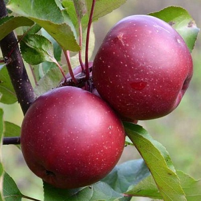 Яблоня красномясая в Томске