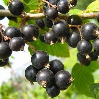 Смородина черная АЖУРНАЯ в Томске