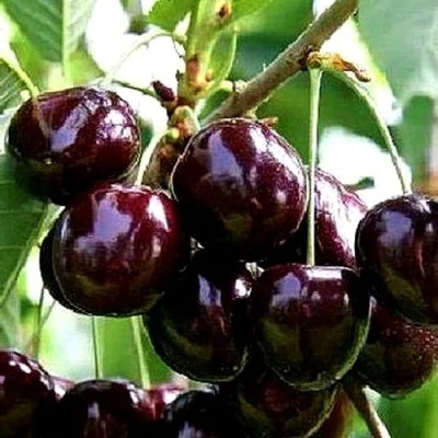 Черешня ДОНЕЦКИЙ УГОЛЁК в Томске