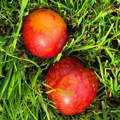 Шарафуга НЕКТАРИННАЯ в Томске