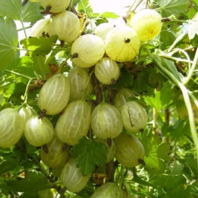 Крыжовник ИНВИКТА в Томске