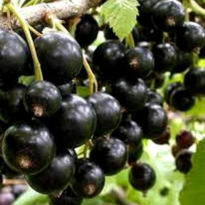 Смородина черная ОРЛОВСКИЙ ВАЛЬС в Томске