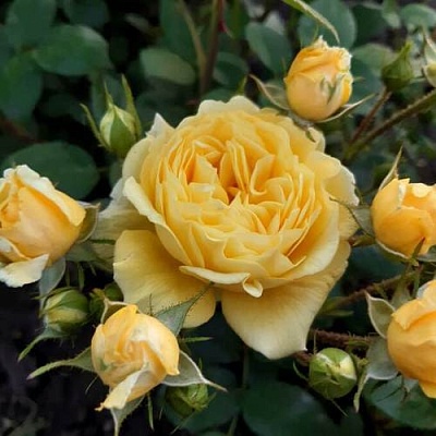 Роза флорибунда в Томске