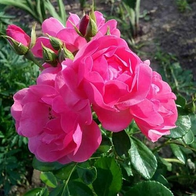 Роза АНГЕЛА флорибунда в Томске