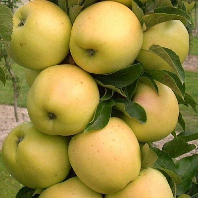 Яблоня колонновидная в Томске