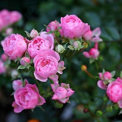 Роза полиантовая в Томске