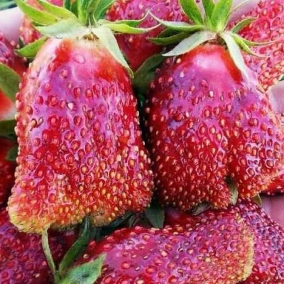 Клубника КУПЧИХА в Томске