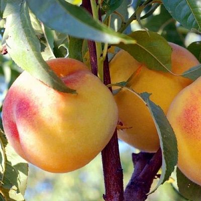 Персики в Томске