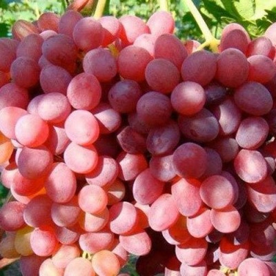 Виноград КИШМИШ КРАСНЫЙ в Томске