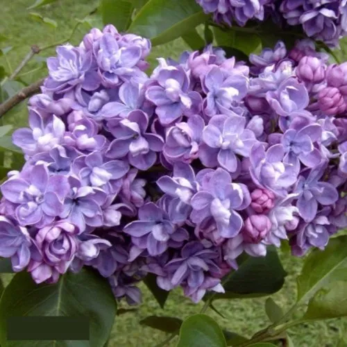 Сирень АМИ ШОТТ в Томске