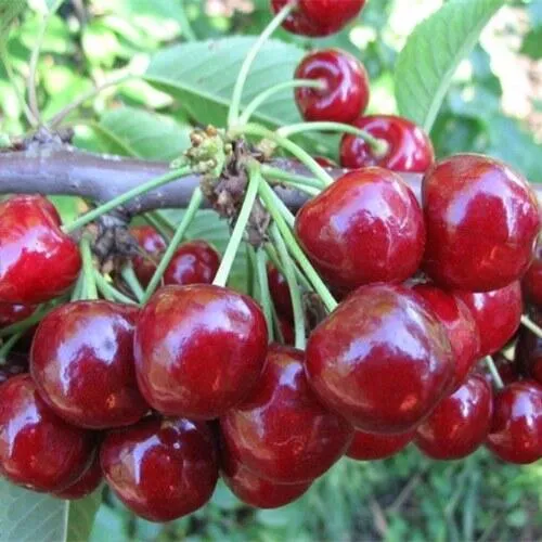 Вишня ДЕСЕРТНАЯ МОРОЗОВОЙ в Томске