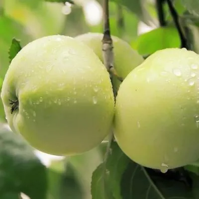 Саженцы яблони оптом в Томске