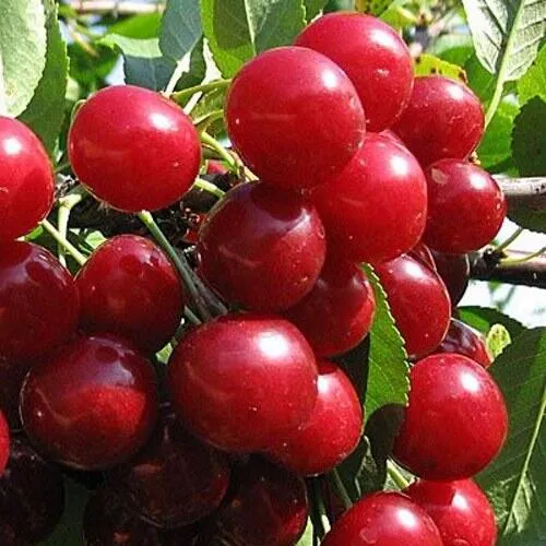 Вишня ГЛУБОКСКАЯ в Томске